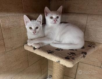 Gattini Europei