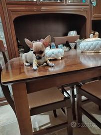 chiwawa 