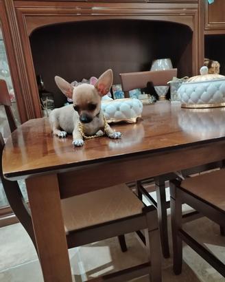 chiwawa 