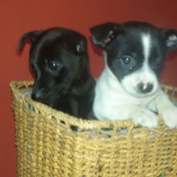 Cuccioli di Pinscher mix chihuahua