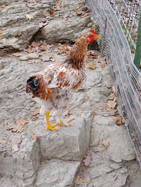 Incrocio gallo tra sussex e sundheimer