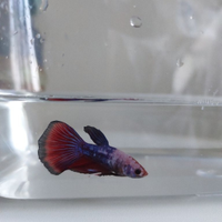 Betta splendens