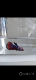 Betta splendens