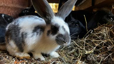 Conigli con manti vari