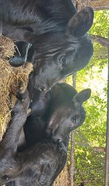 Vitelli black Angus