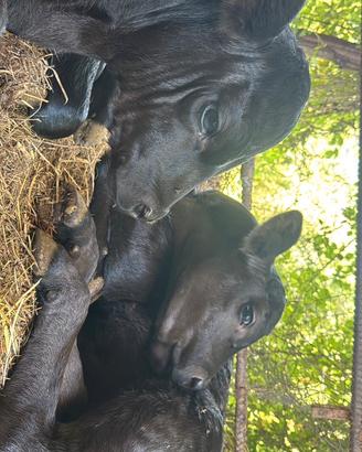 Vitelli black Angus