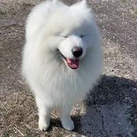 Samoiedo maschio per accoppiamento