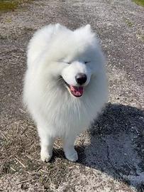 Samoiedo maschio per accoppiamento