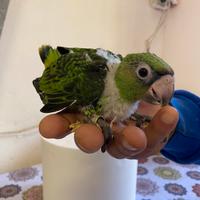 Pappagallo Baby Fantiensis