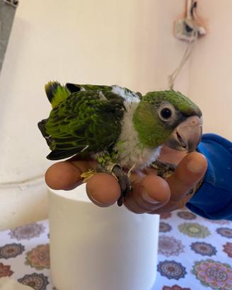 Pappagallo Baby Fantiensis