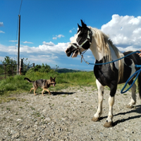 Stallone pezzato bianco e nero