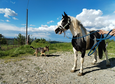 Stallone pezzato bianco e nero