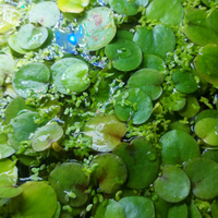 Piante galleggianti ossigenanti x acquari e laghet