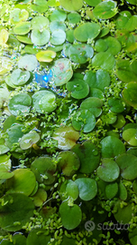 Piante galleggianti ossigenanti x acquari e laghet