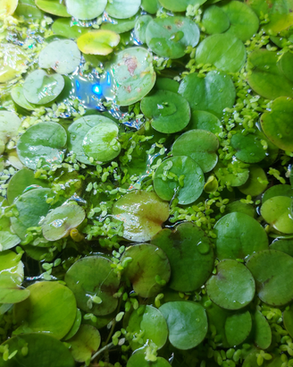 Piante galleggianti ossigenanti x acquari e laghet