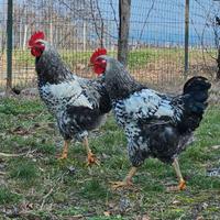 Galli razza Robusta Maculata