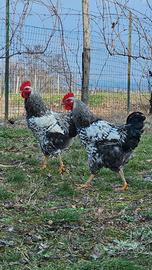 Galli razza Robusta Maculata