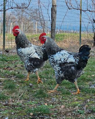Galli razza Robusta Maculata