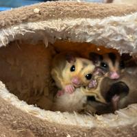 Coppia di baby petauri