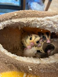 Coppia di baby petauri