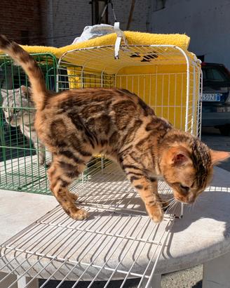 Gatte Bengala adulte già sterilizzate