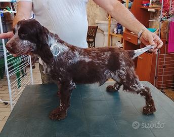cocker spaniel inglese 