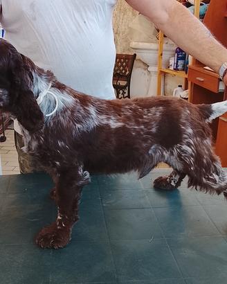cocker spaniel inglese 