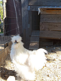 Gallo moroseta bianco