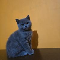 Gattini scottisch straight/fold