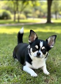 Chihuahua con pedigree Enci