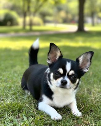 Chihuahua con pedigree Enci