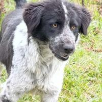 Cucciolona mix maremmano-border da salvare