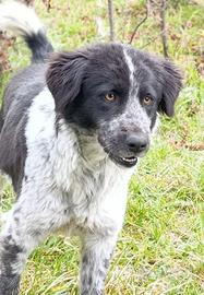 Cucciolona mix maremmano-border da salvare