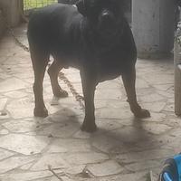 Cane Rottweiler