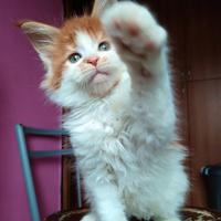 Cuccioli Maine coon, ultime disponibilità