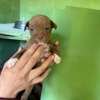 Cuccioli di pittbull