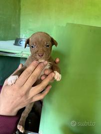 Cuccioli di pittbull