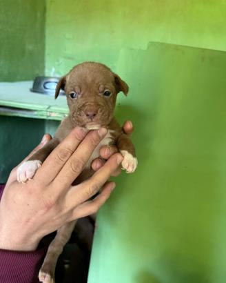 Cuccioli di pittbull