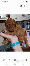 Cuccioli di Barboncino 