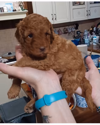 Cuccioli di Barboncino 