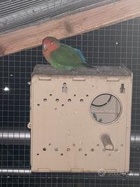 Inseparabile maschio