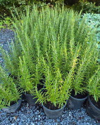 piante officinali