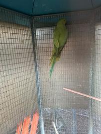 Parrocchetti dal collare