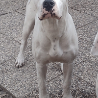 Cucciolona di DOGO Argentino