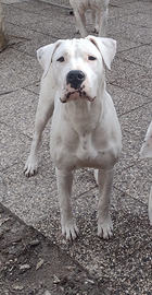 Cucciolona di DOGO Argentino