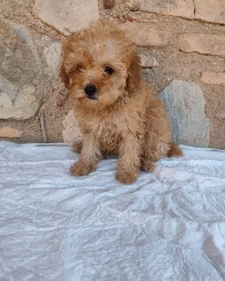 Chanel barboncino toy
