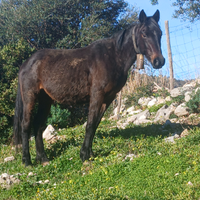 Fattrice indigene (senza puledra )