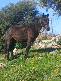 Fattrice indigene (senza puledra )