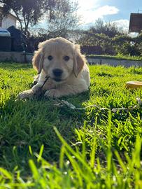 Golden Retriver Originale con pedigree