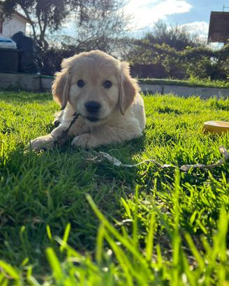 Golden Retriver Originale con pedigree